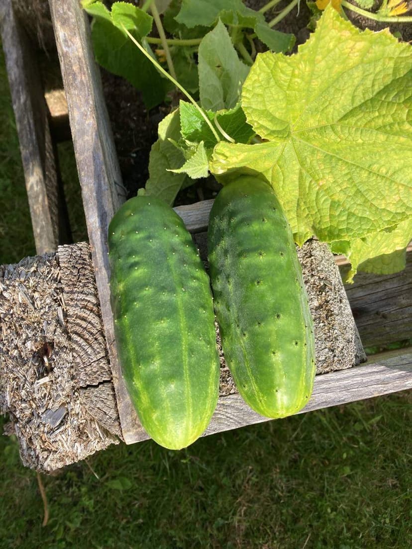 Receta de Rocely de Pepinos salados